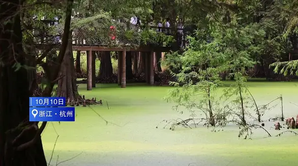  水中邂逅“抹茶森林” 杭州这个超治愈打卡点你去过吗？ 