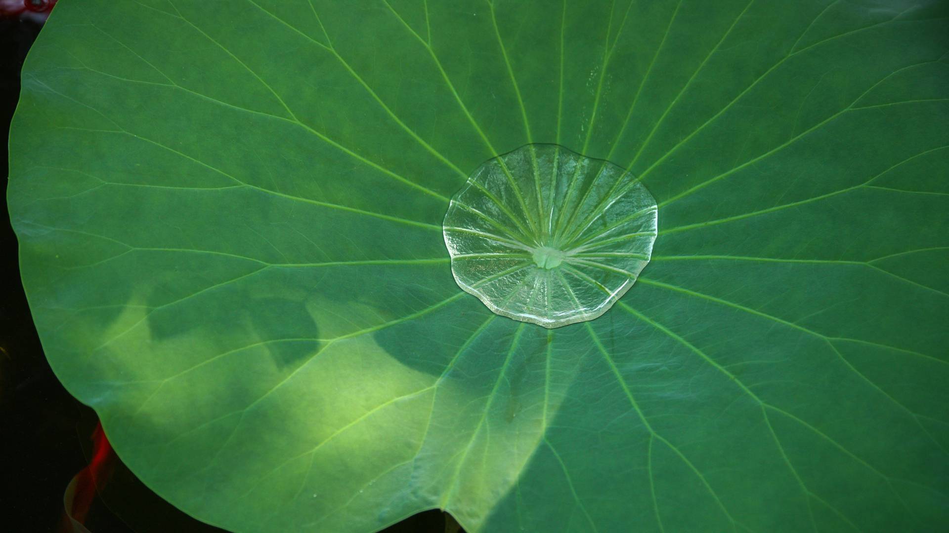 小清新绿色壁纸，小嫩芽，树叶，荷叶，草，养眼绿色植物壁纸图片